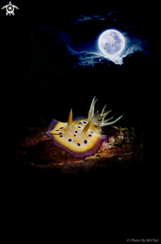 A Nudibranch