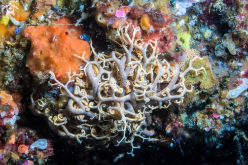 A Basket-stars