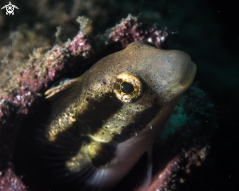 A Blenny | Blenny