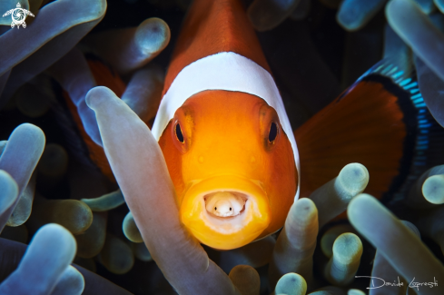 A Clown fish