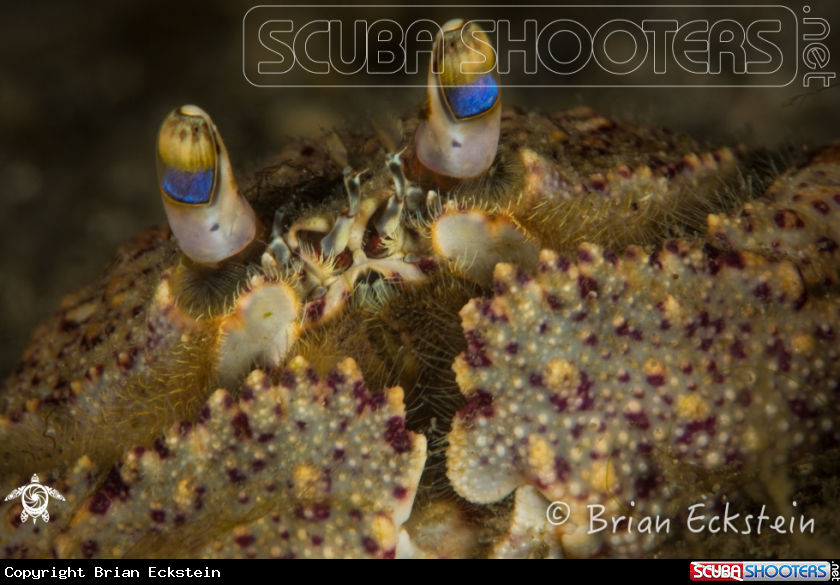 A Ocellated Box Crab