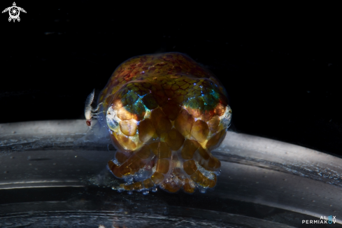 A Bobtail squid