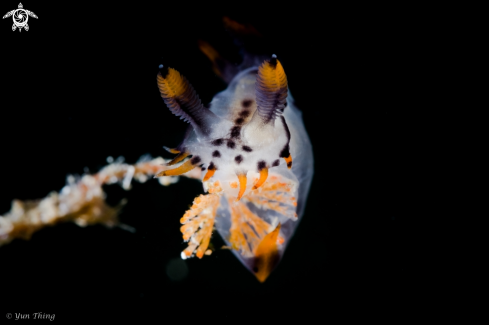 A Nudibranch