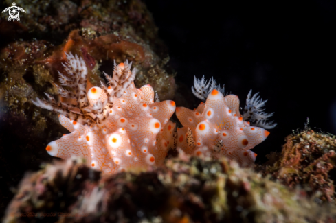 A Halgerda batangas | NUDIBRANCH