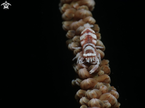 A wire coral shrimp