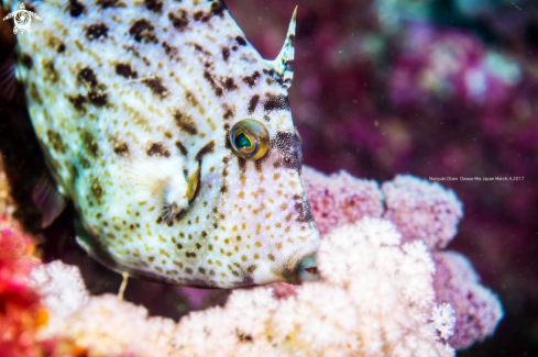 A Stephanolepis cirrhifer | Thread-sail filefish