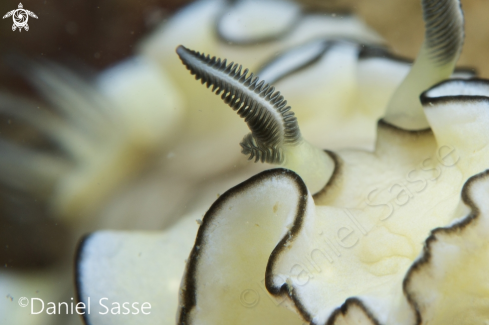A Doriprismatica atromarginata | Magnificent nudibranch