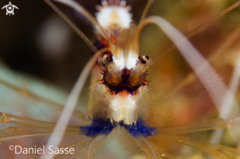 A Banded Coral Shrimp