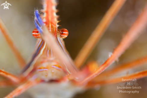 A Arrow crab