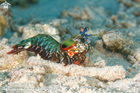 A Mantis shrimp