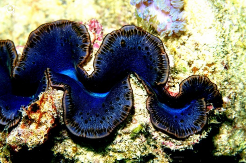 A Mauritius Giant Clam ,endemic species to the Republic of Mauritius