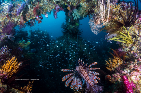 A Lionfish and soft coral