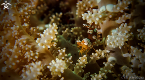 A thor amboinensis | squat anemones shrimp