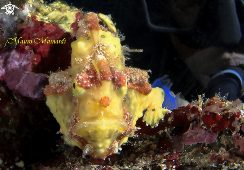 A Frogfish