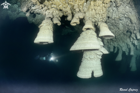 A Zapote cenote