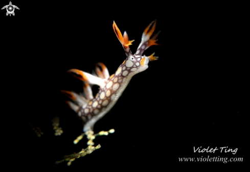 A Bornella anguilla