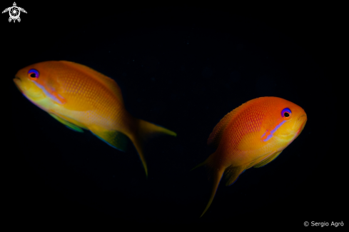 A Anthias