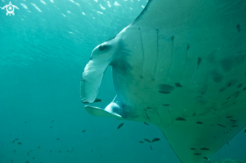 A manta ray