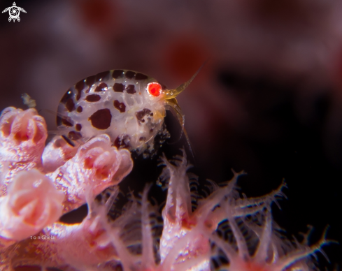 A Cyprodea sp. | Lady Bug Amphipod