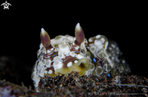 A Dendrodoris krusensternii |   Nudibranch 
