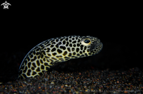 A Garden eel