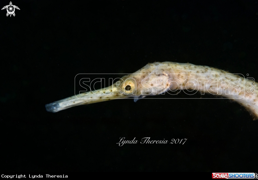 A Double-ended Pipefish