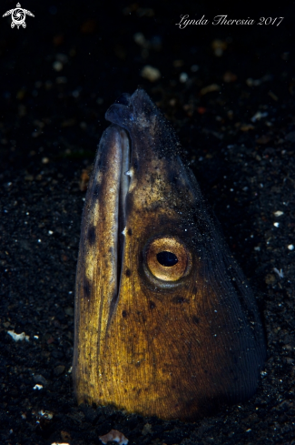 A Ophichthus cephalozona | Snake Eel