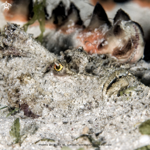 A Devil Scorpion Fish