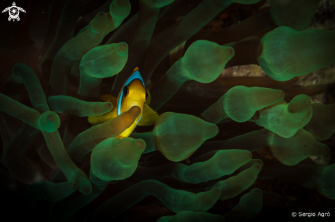 A Amphiprion bicinctus | Pesce pagliaccio