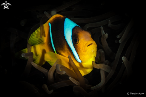 A Amphiprion bicinctus | Pesce pagliaccio