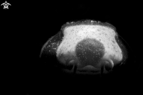 A Brown-Banded Bamboo Shark