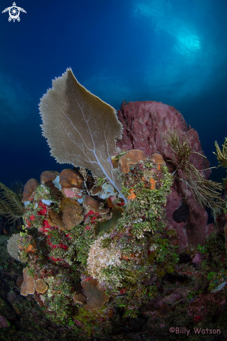 A Reef Scene