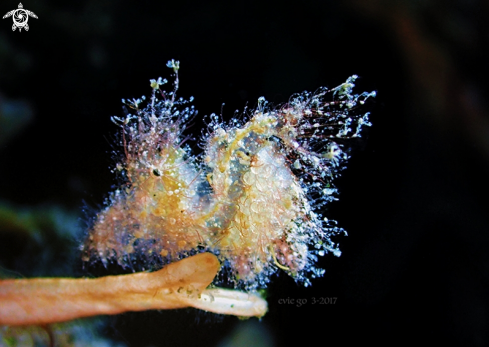 A Hairy Shrimp