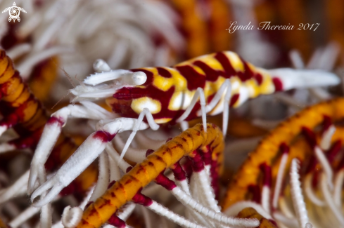 A Laomenes cornutus | Crinoid Shrimp