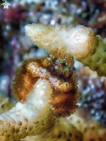 A Hairy coral crab