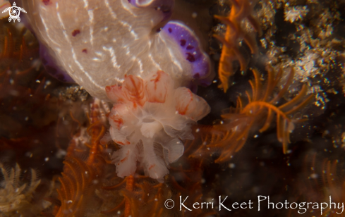 A Gills of Cape Dorid Nudibranch