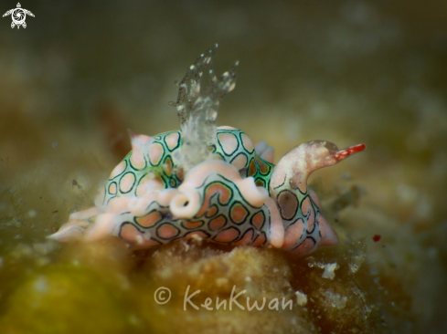 A Swan Nudi