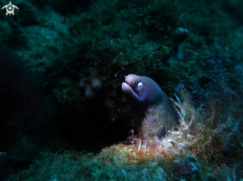 A white eyed moray