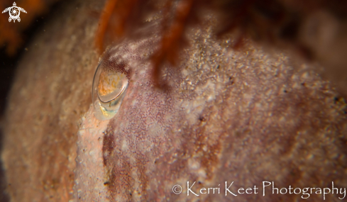 A cuttlefish