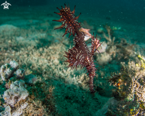 A Ornate ghost pipefish