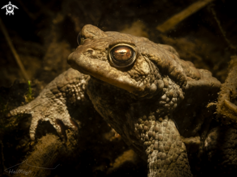 A Erdkröte (Bufo bufo)