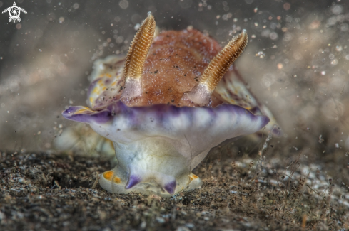 A nudibranch