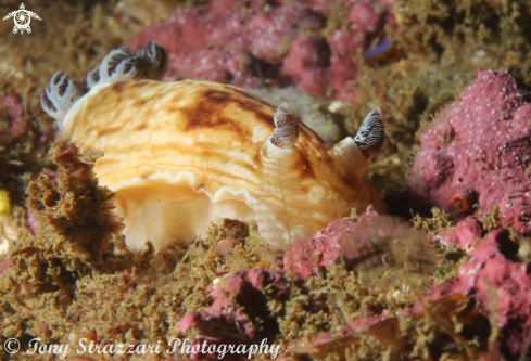 A Aphelodoris varia | Pancake Aphelodoris