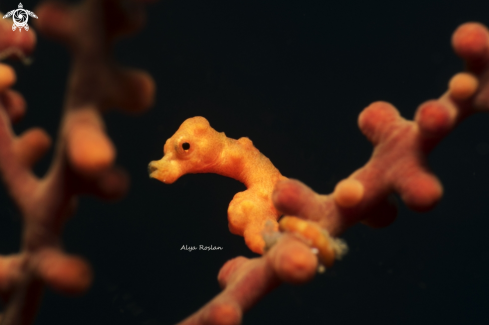 A Pygmy Seahorse