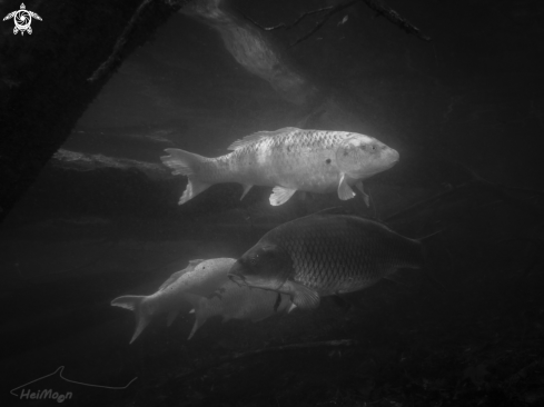 A Karpfen (Cyprinus carpio)