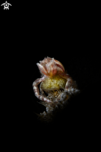 A porcelain crab