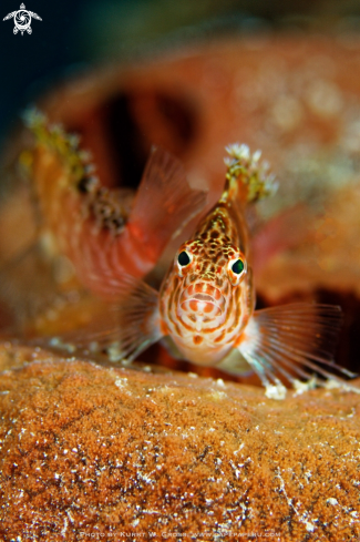 A Hawk Fish