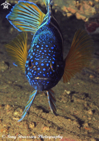 A Paraplesiops bleekeri | Eastern Blue Devilfish