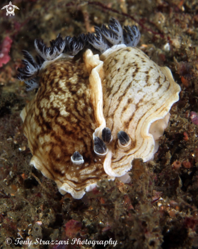 A Pancake Aphelodoris