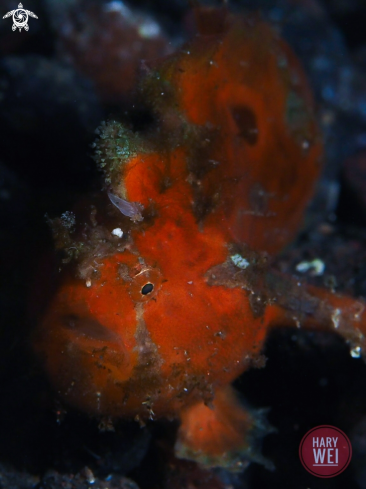 A Antennarius pictud | Painted Frogfish, juvenile